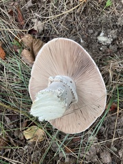 Amanita excelsa