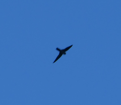 Aerodramus terraereginae