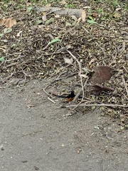 Copsychus malabaricus