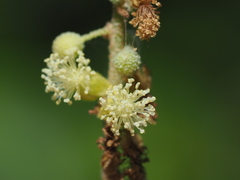 Mallotus tiliifolius