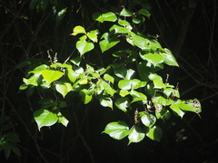 Mallotus tiliifolius