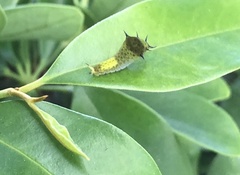 Graphium agamemnon agamemnon