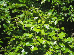 Mallotus tiliifolius