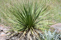 Dasylirion leiophyllum