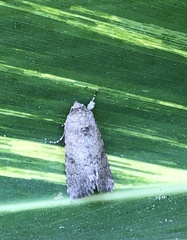Spodoptera cilium