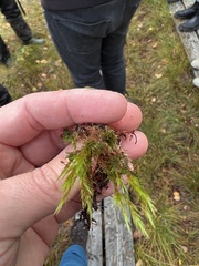 Campylopus flexuosus