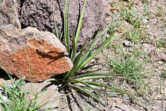 Dasylirion leiophyllum