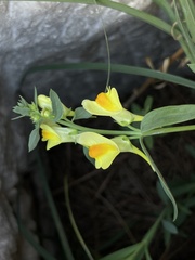 Linaria vulgaris