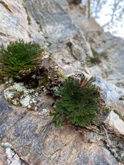 Selaginella tamariscina