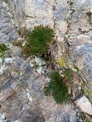 Selaginella tamariscina