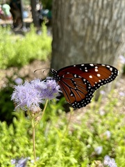 Conoclinium dissectum