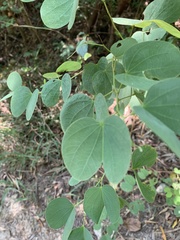 Bauhinia purpurea