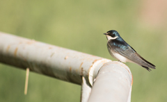 Tachycineta leucorrhoa