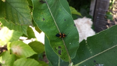 Asclepias syriaca