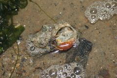 Clibanarius infraspinatus