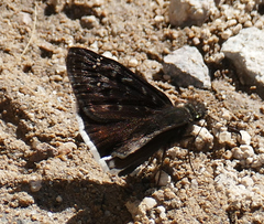 Erynnis tristis tatius