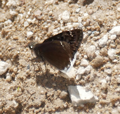 Erynnis tristis tatius