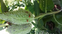 Asclepias syriaca