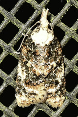 Platynota exasperatana