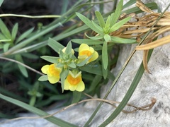 Linaria vulgaris
