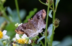 Odontoptilum angulata