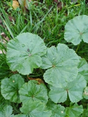 Malva pusilla