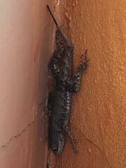 Tropidurus