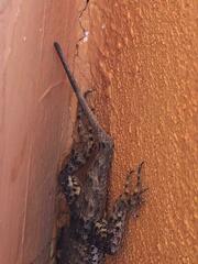 Tropidurus