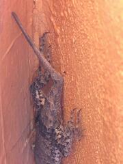 Tropidurus