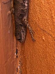 Tropidurus
