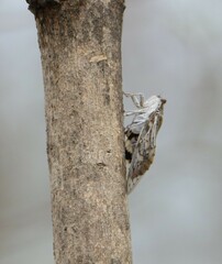 Cicadoidea