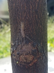 Thereuonema tuberculata