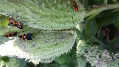 Asclepias syriaca
