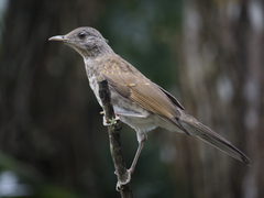Turdus leucomelas