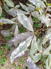 Erysiphe azaleae