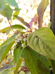 Cornus sericea