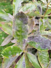 Erysiphe azaleae