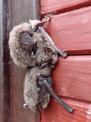 Myotis daubentonii