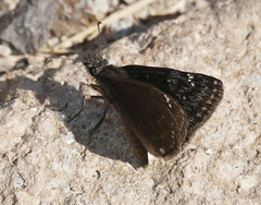 Erynnis meridianus