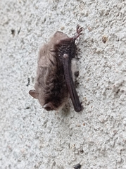 Myotis daubentonii