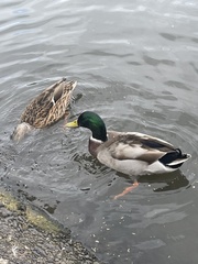 Anas platyrhynchos