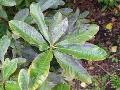 Erysiphe azaleae