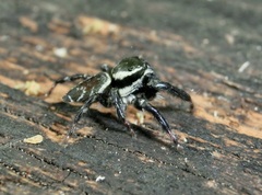 Carrhotus sannio