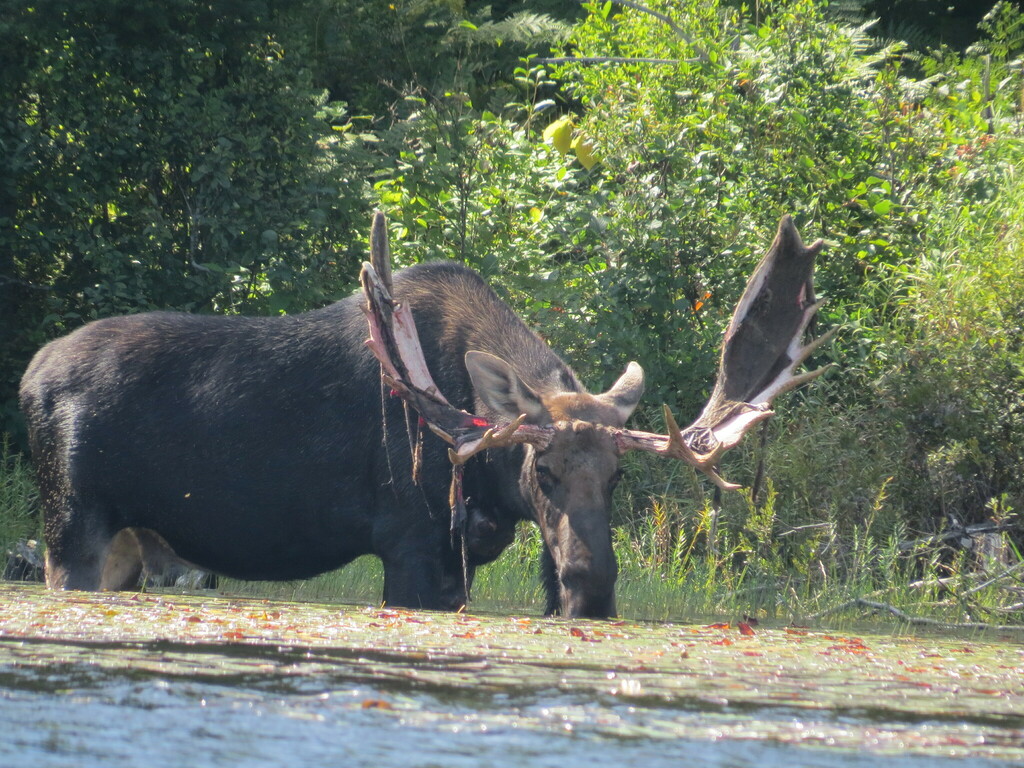 Eastern Moose (Alces alces americana) - Know Your Mammals