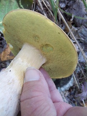 Boletus chippewaensis