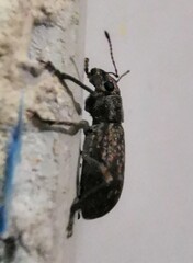 Brachyderes incanus