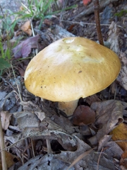 Boletus chippewaensis