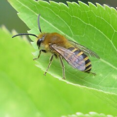Colletes hederae