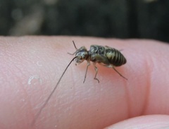 Mesopsocus