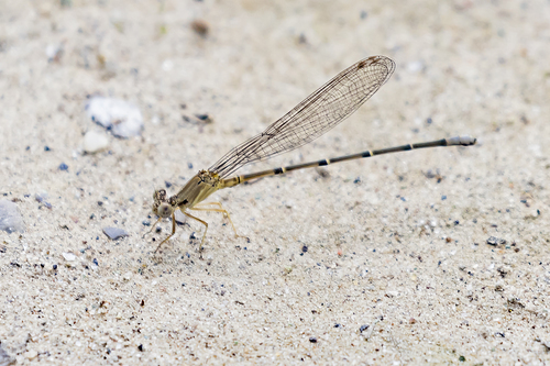Blue-fronted Dancer, photo 3 of 7
